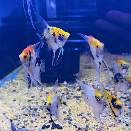 Koi Angel “select” (Pteriphyllum Scalare)