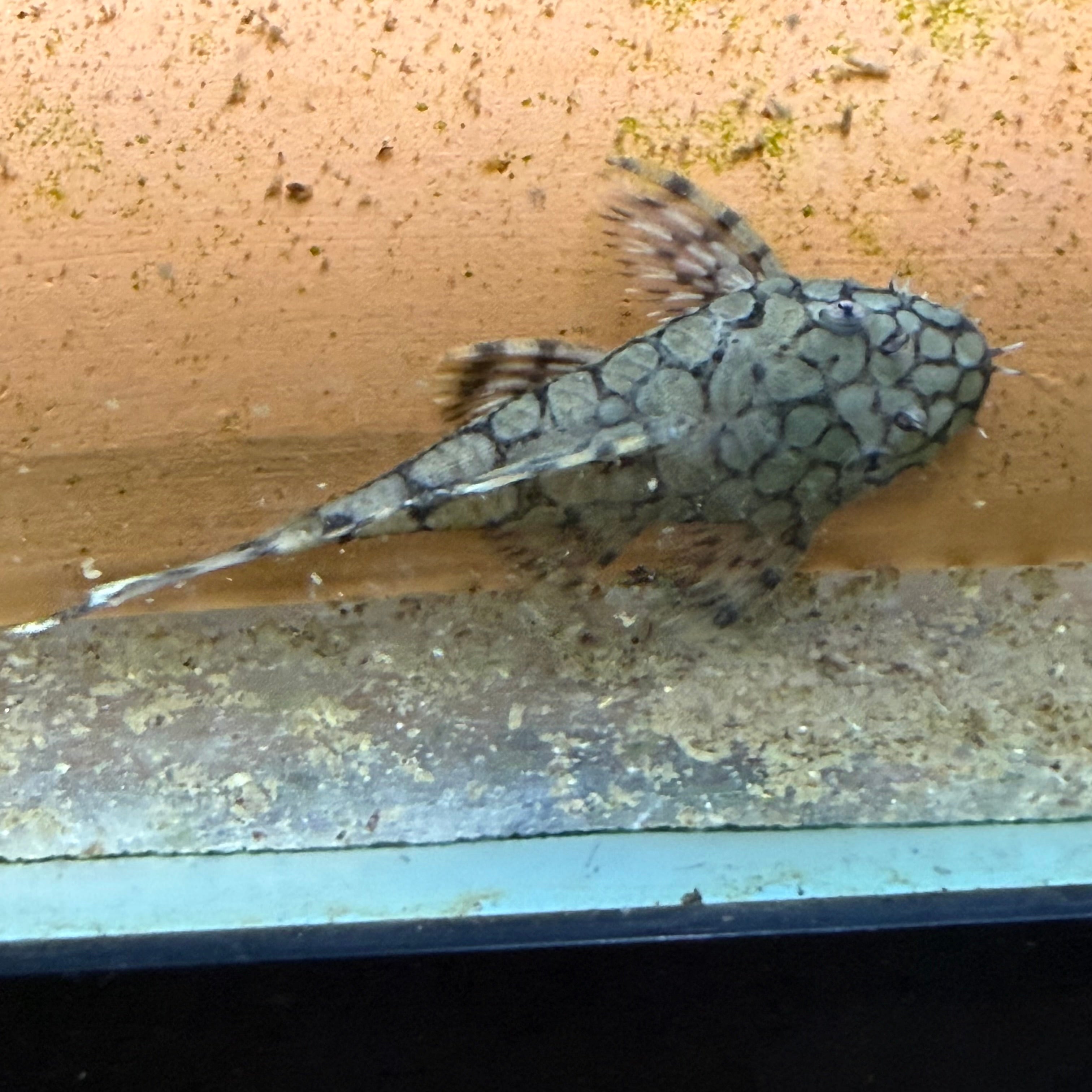 L519 “Rio Itenez” Pleco – Cams Rams