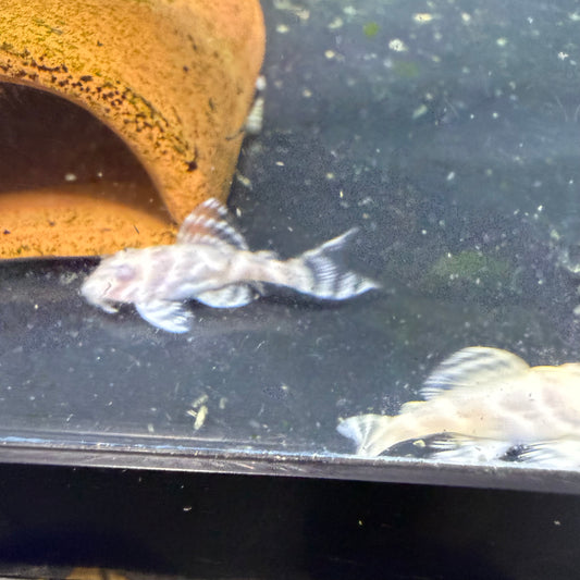 L333 “albino” king tiger pleco