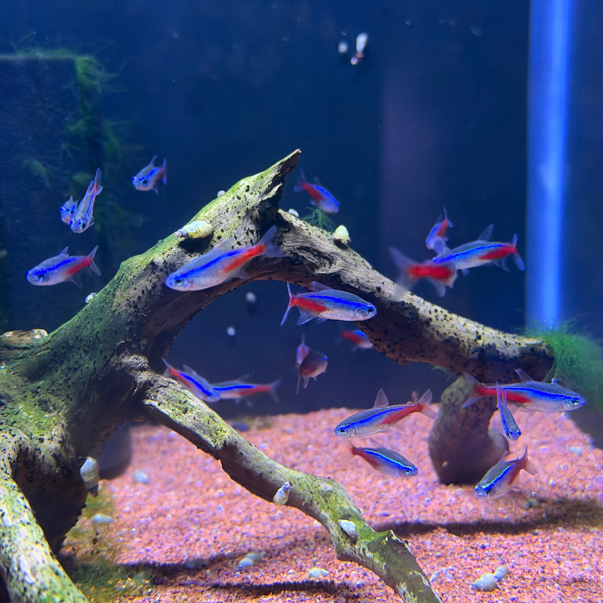 Neon Tetra (USA bred) Paracheirodon Innesi