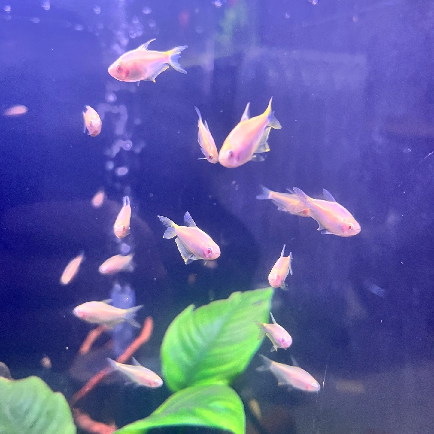 Albino Emperor Tetra