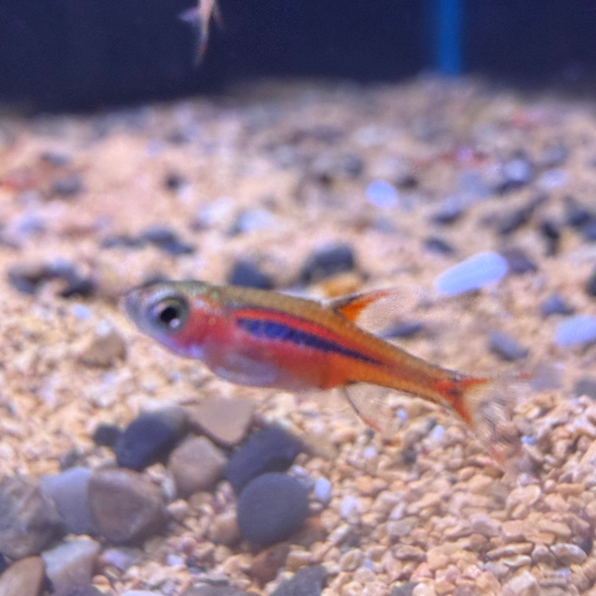 Chili Rasbora