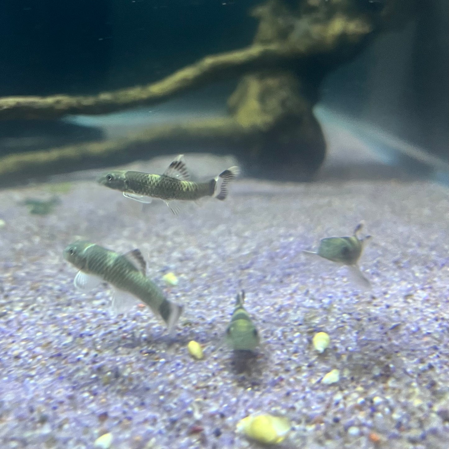 Panda Garra