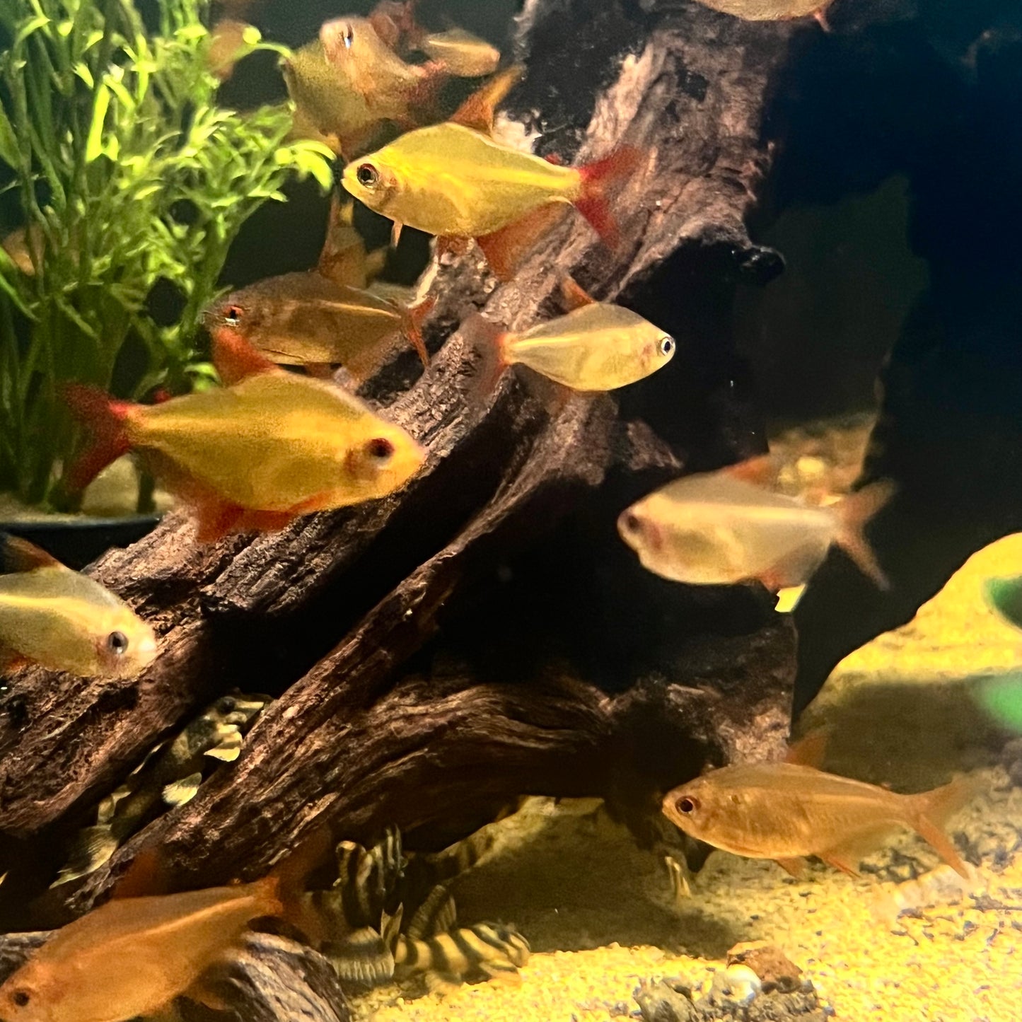 Red Muzel Tetra (Hyphessobrycon sp. “Muzel Red Cherry“)