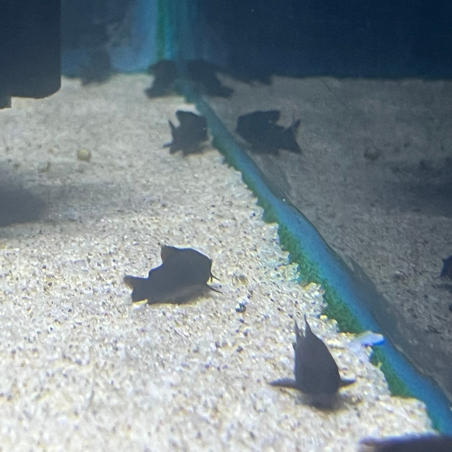 Black Venezuela Cory