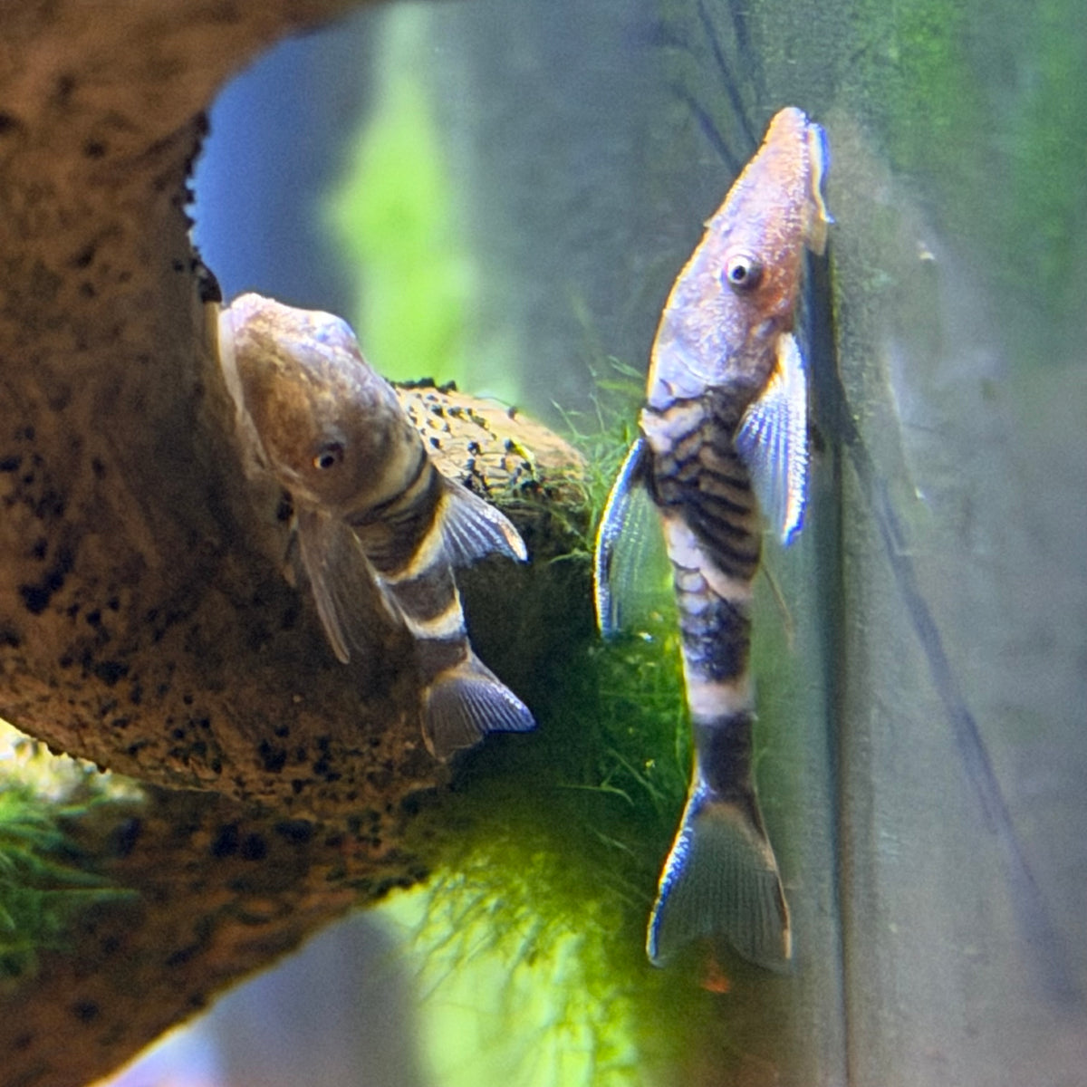 Otocinclus Orange Zebra