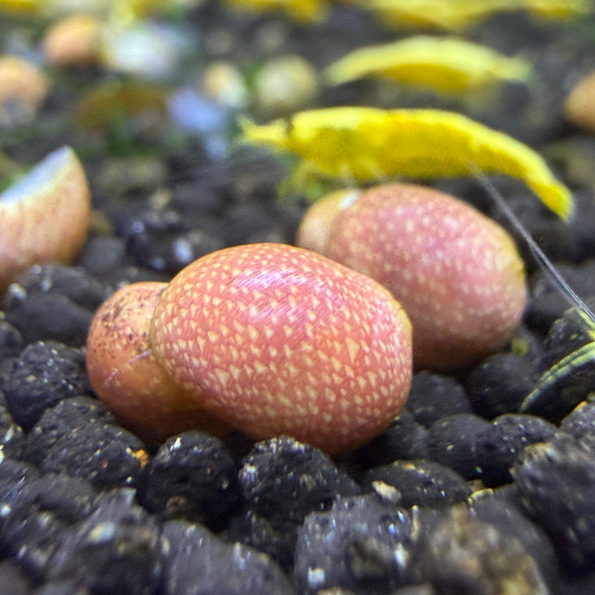 Pink Lady Snail