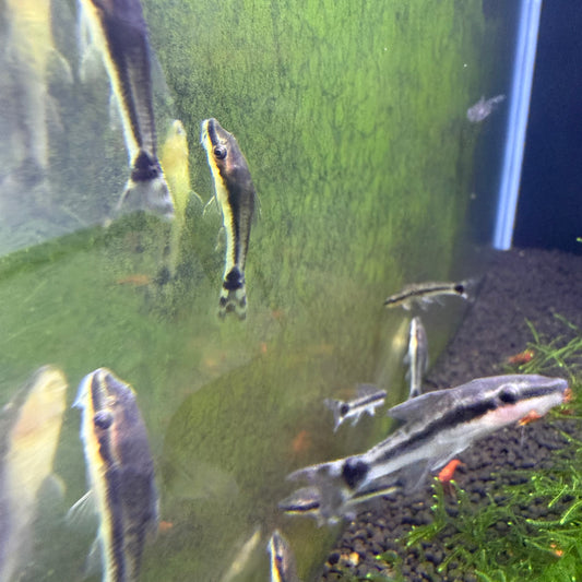 Otocinclus Catfish