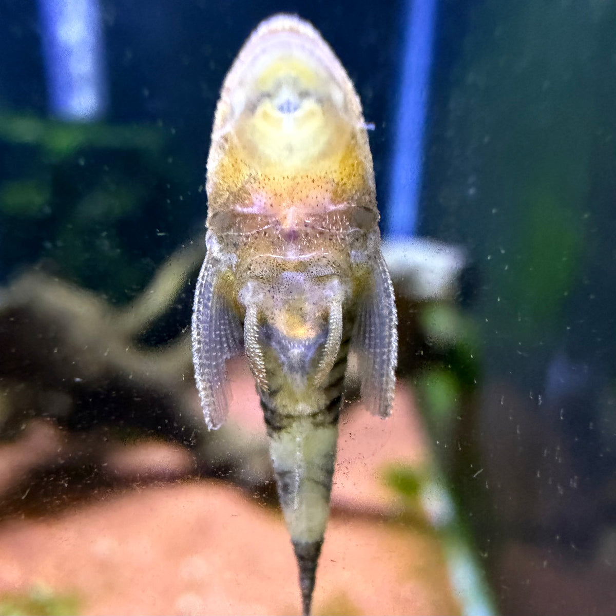 Otocinclus Orange Zebra