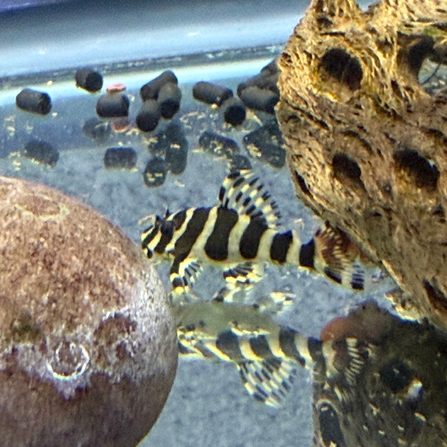 L134 Leopard Frog Pleco