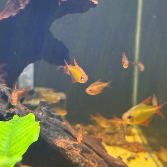 Red Muzel Tetra