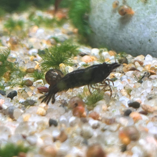 Black Rose Shrimp