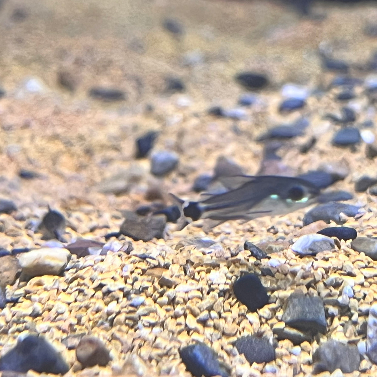Corydoras Hastatus