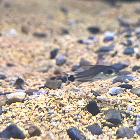 Corydoras Hastatus