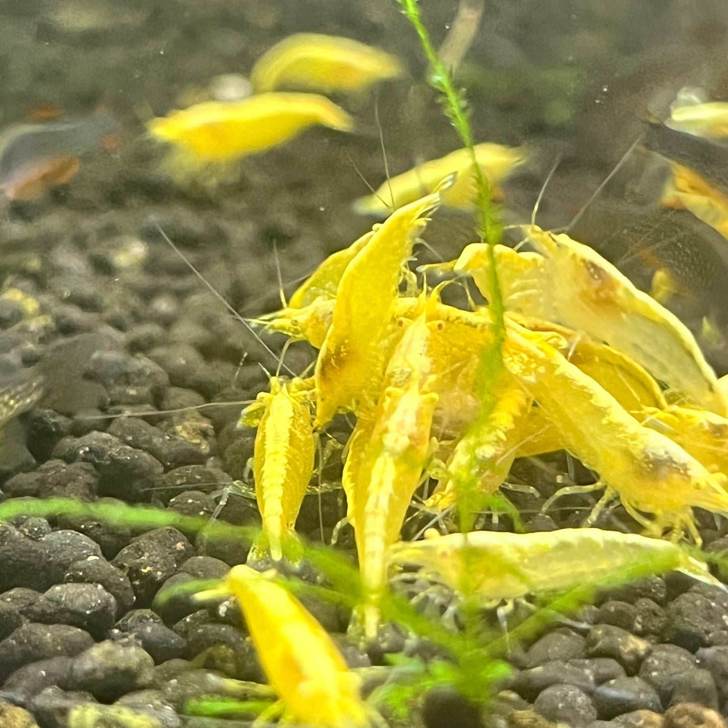 OE Golden Backline Shrimp