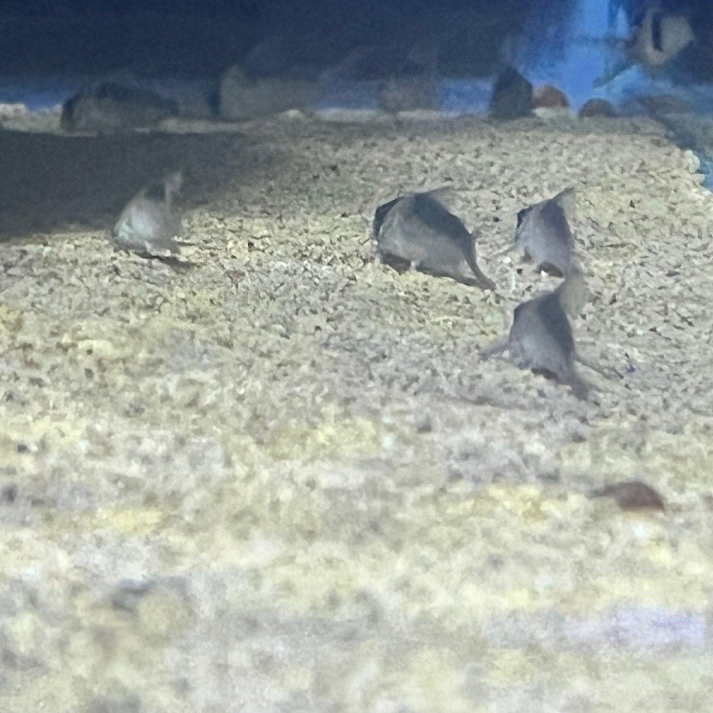 Duplicate Cory (Corydoras Duplicareus)