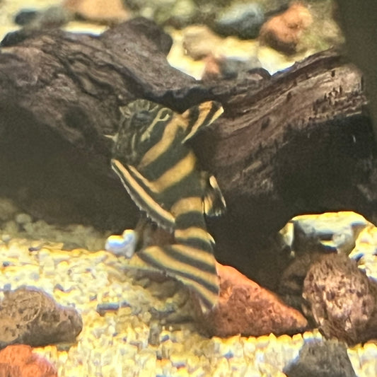 L397 Alenquer Tiger Pleco