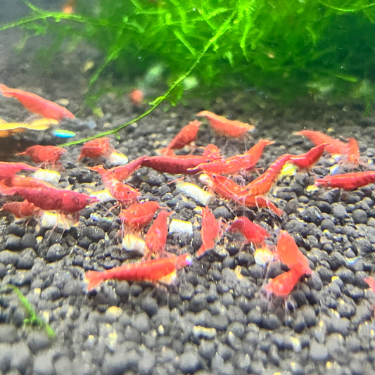 Red Cherry Shrimp