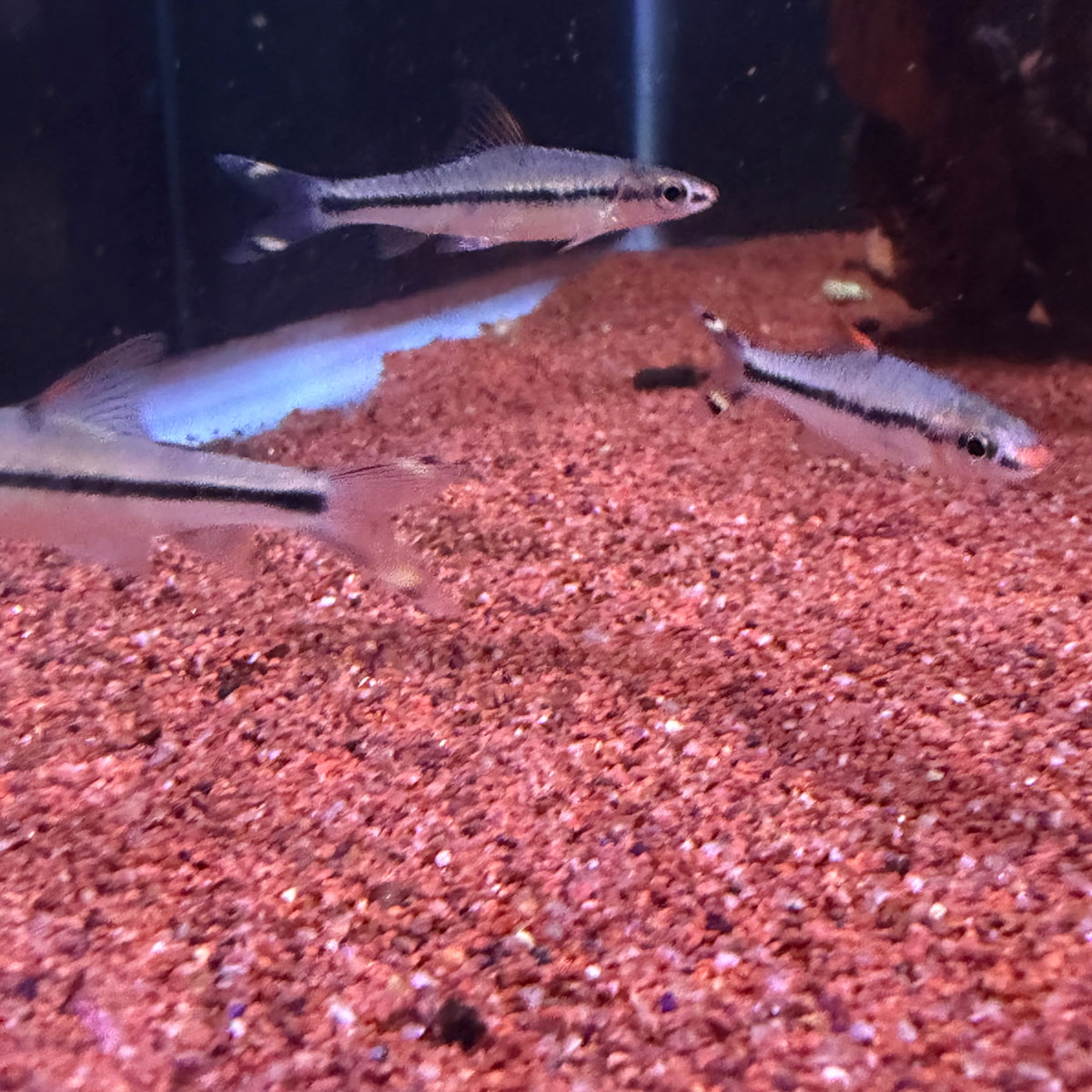 Roseline Shark (Puntius Denisoni)