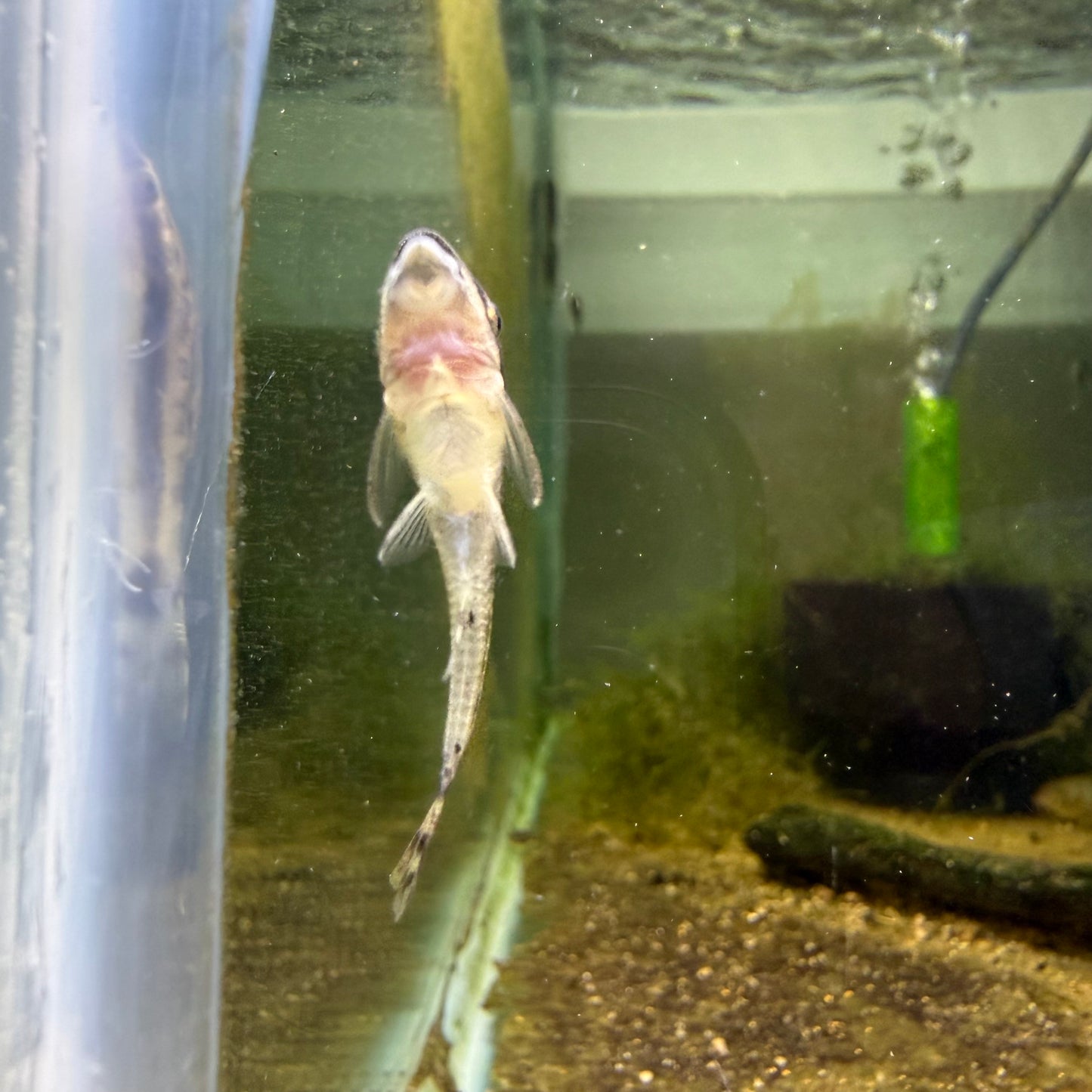 Otocinclus Catfish