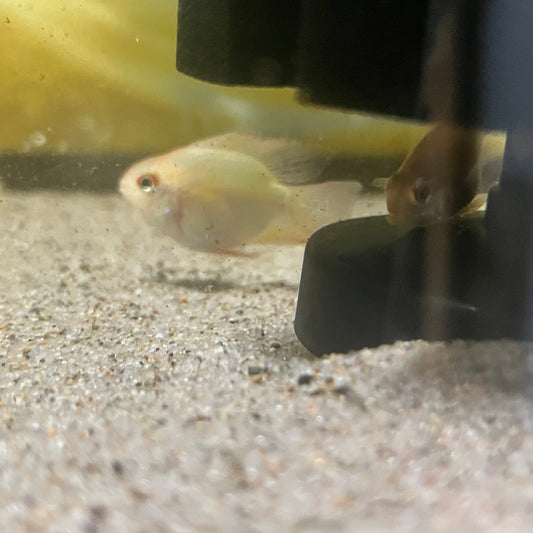 Balloon Gold Ram