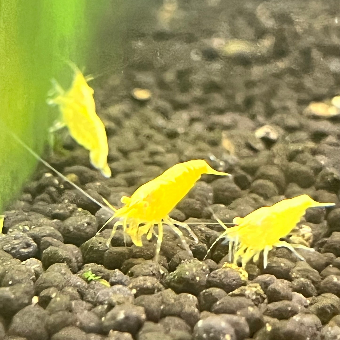 OE Golden Backline Shrimp