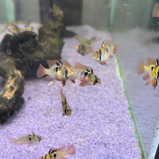 German Blue Ram