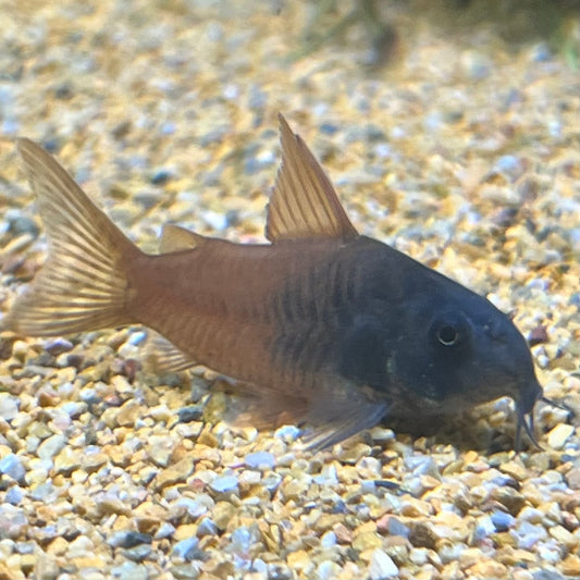 CW217 hobbyist bred