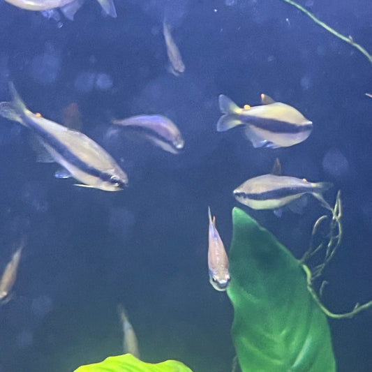 Blue Emperor Tetra