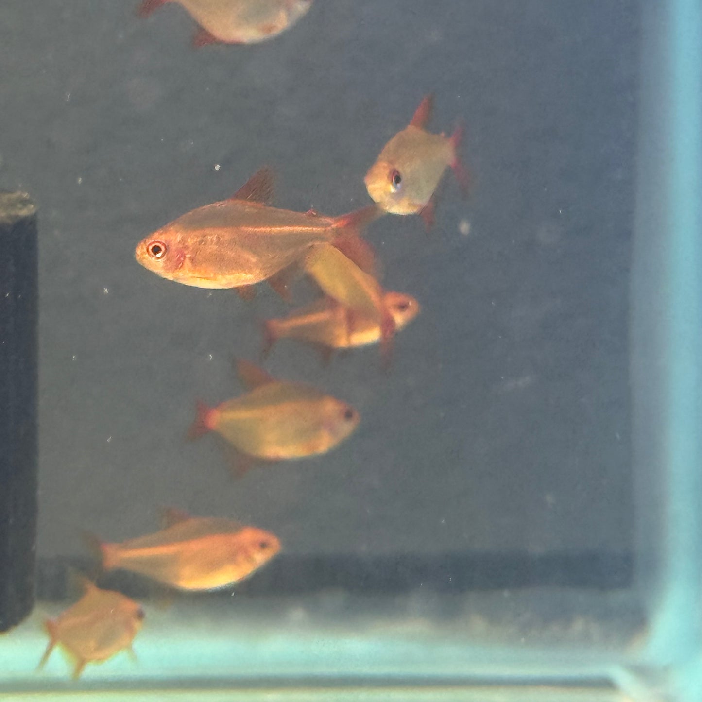 Red Muzel Tetra