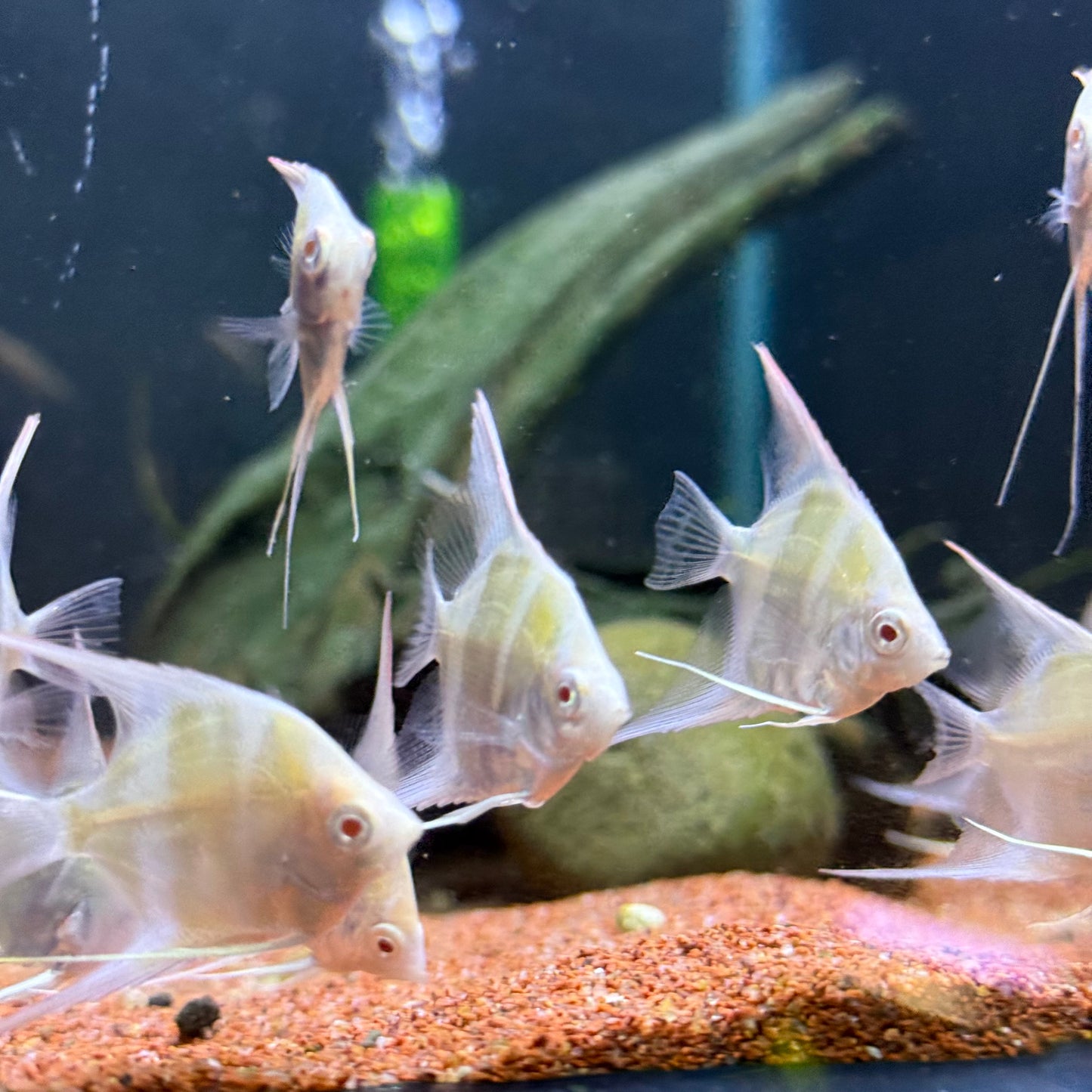 Albino Dantum Angelfish