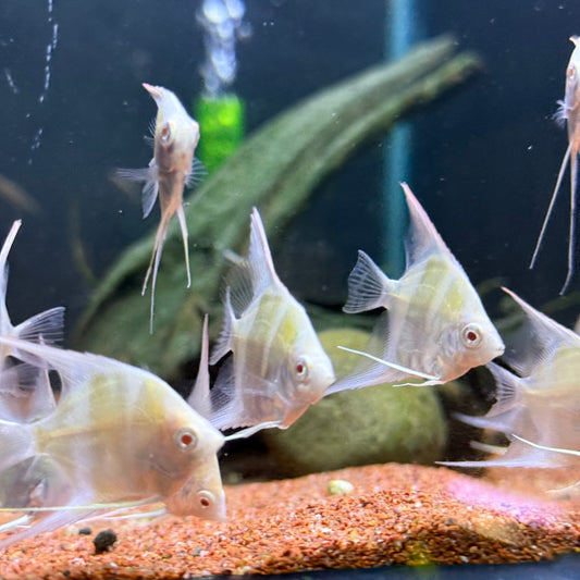 Albino Dantum Angelfish