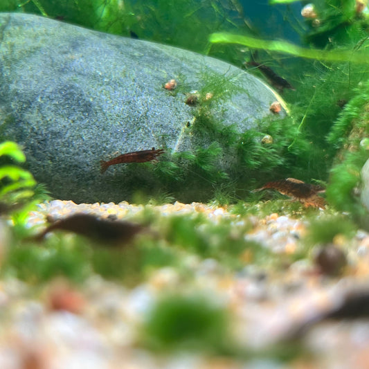 Black Rose Shrimp