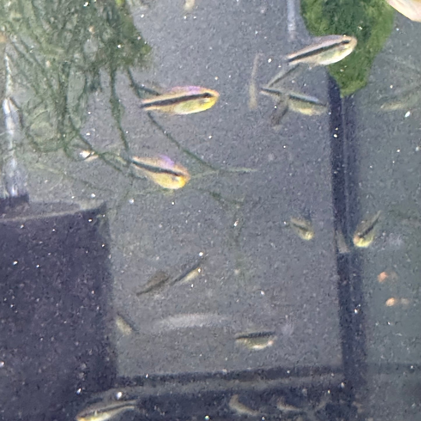 Imperial Lapis Tetra