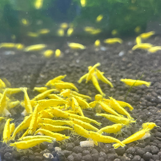 Yellow Golden Backline Shrimp