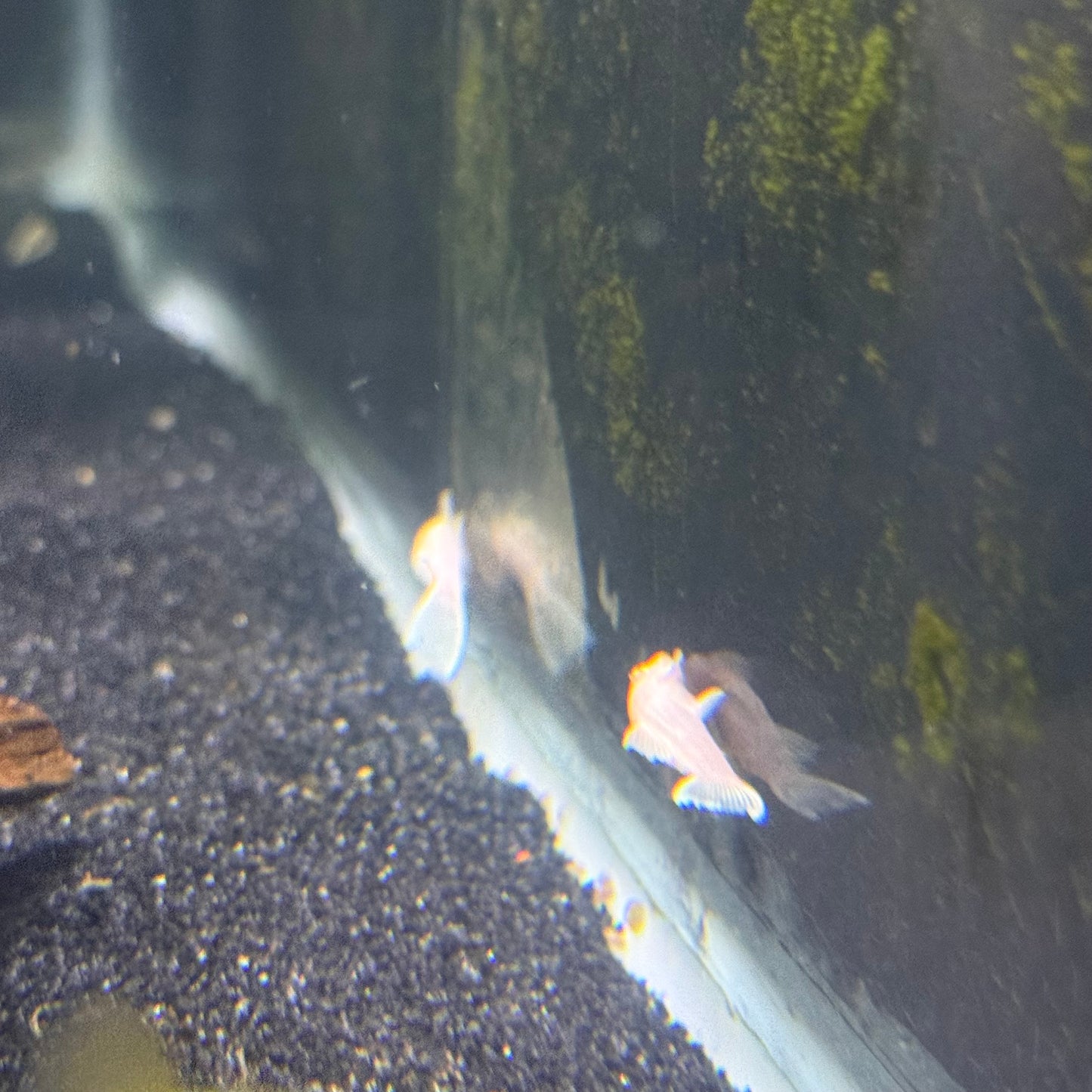 Snow White BN Pleco (Ancistrus Tritadiatus L-144)