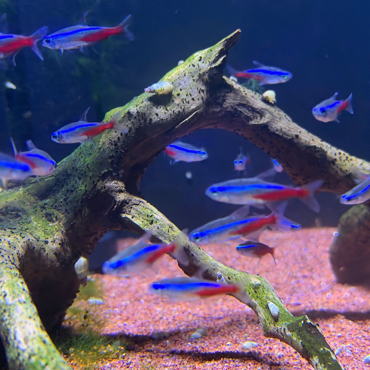 Neon Tetra (USA bred) Paracheirodon Innesi