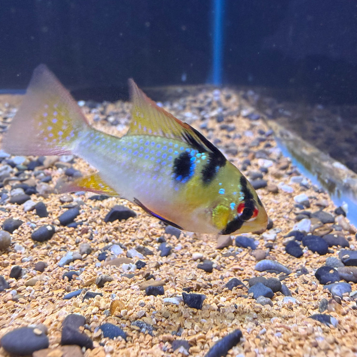 German Blue Ram