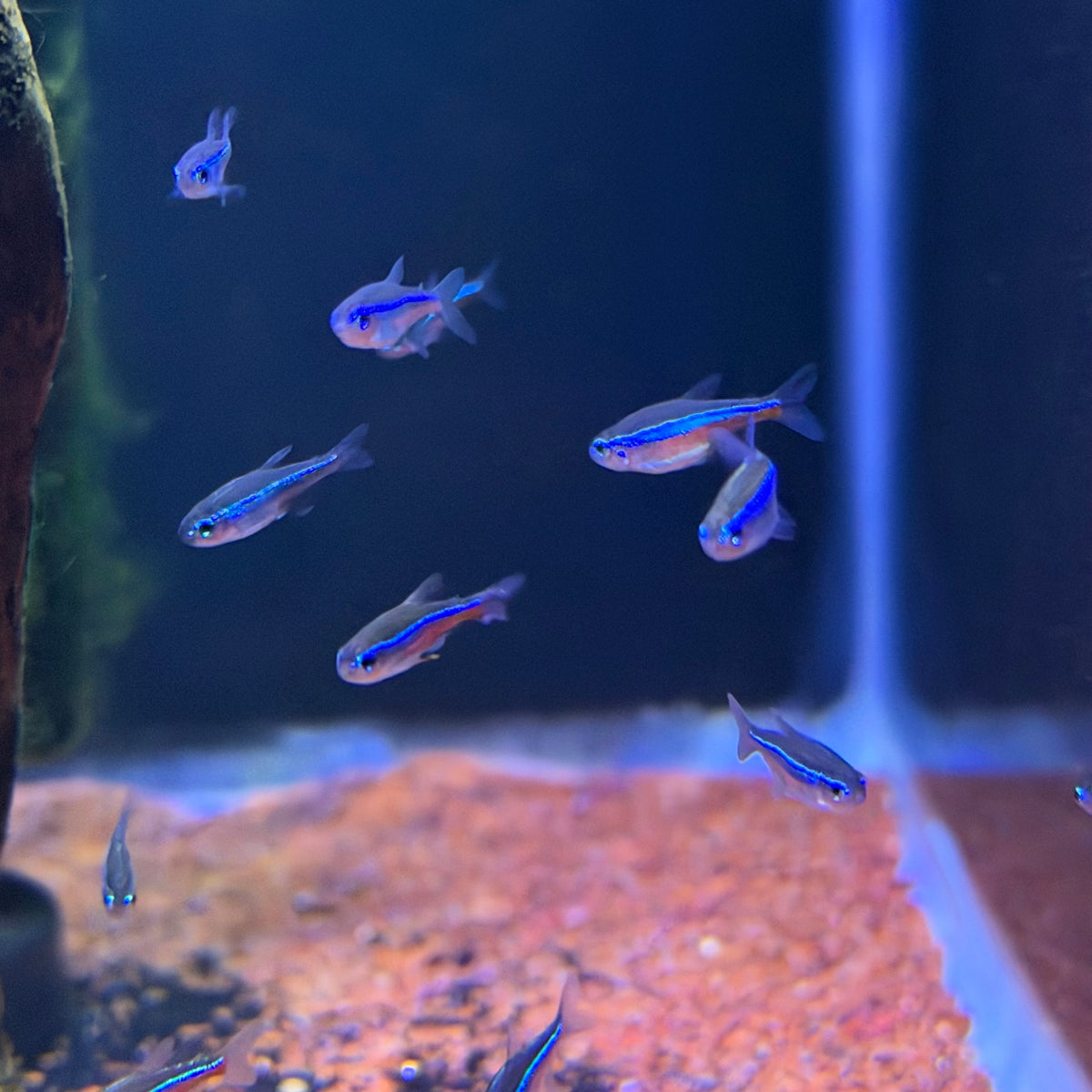 Green Neon Tetra (Paracheirodon Simulans)