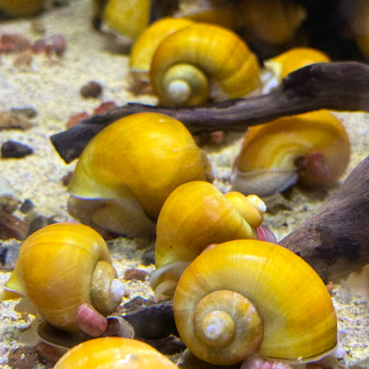 Gold Mystery Snail