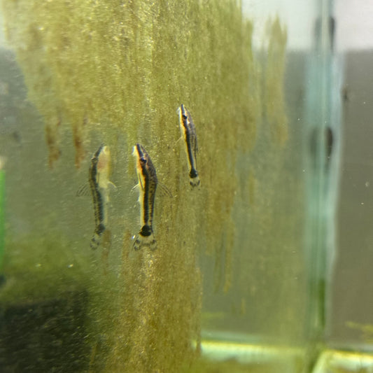 Otocinclus Catfish