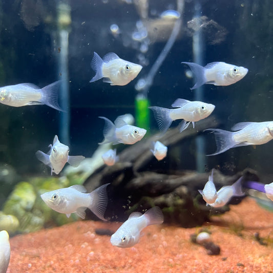 Platinum Bollon Belly Molly