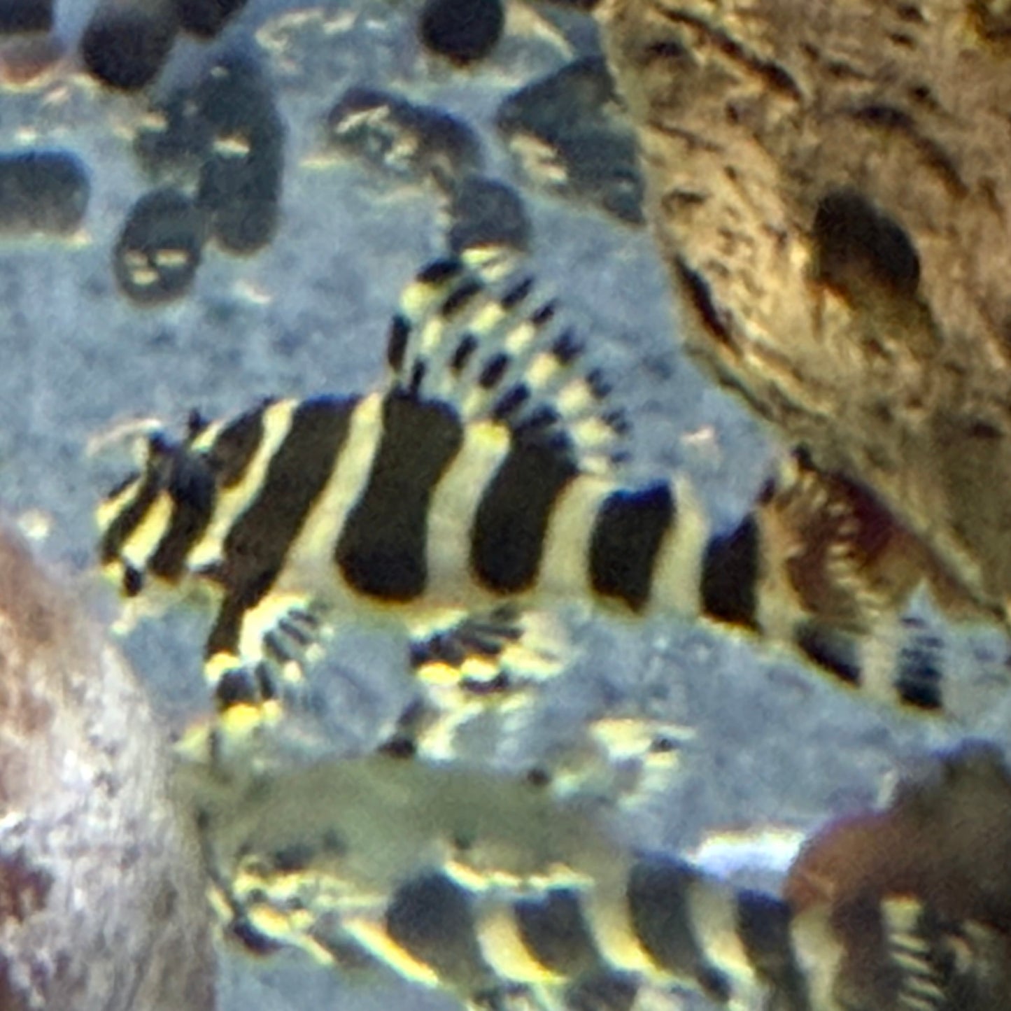 L134 Leopard Frog Pleco