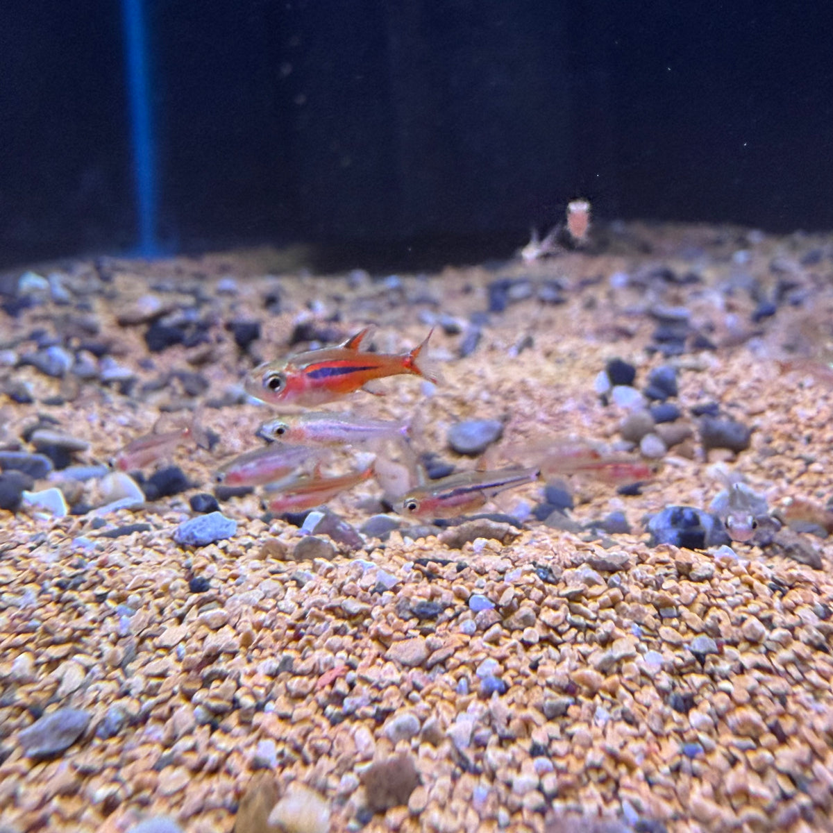 Chili Rasbora