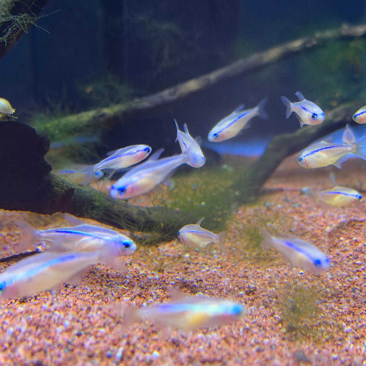 Gold Neon Tetra “USA bred” (Paracheirodon Innesi)