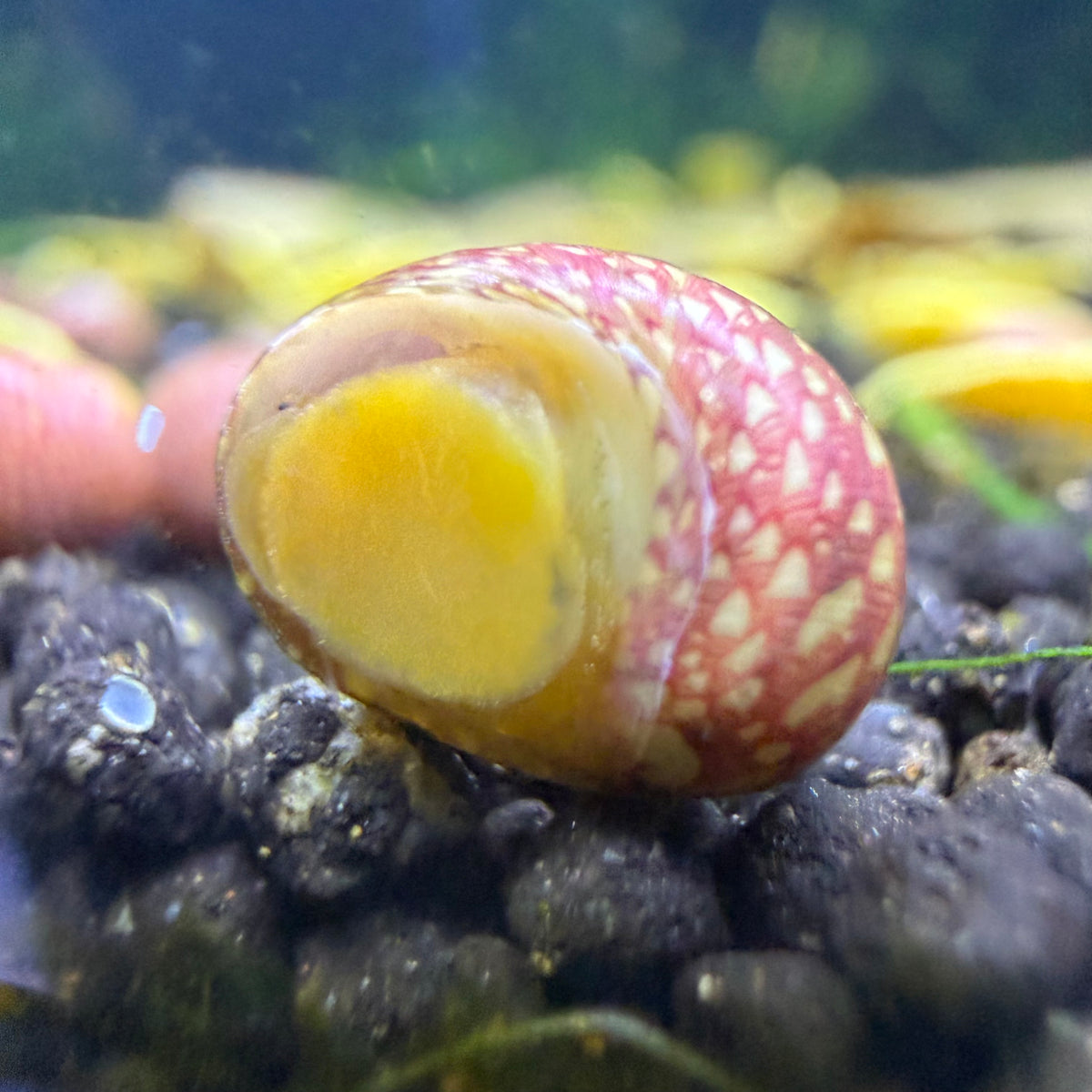 Pink Lady Snail