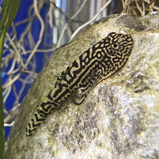 Hillstream Loach