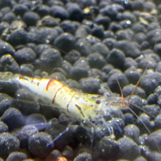 Snow Zebra Shrimp (neo water)