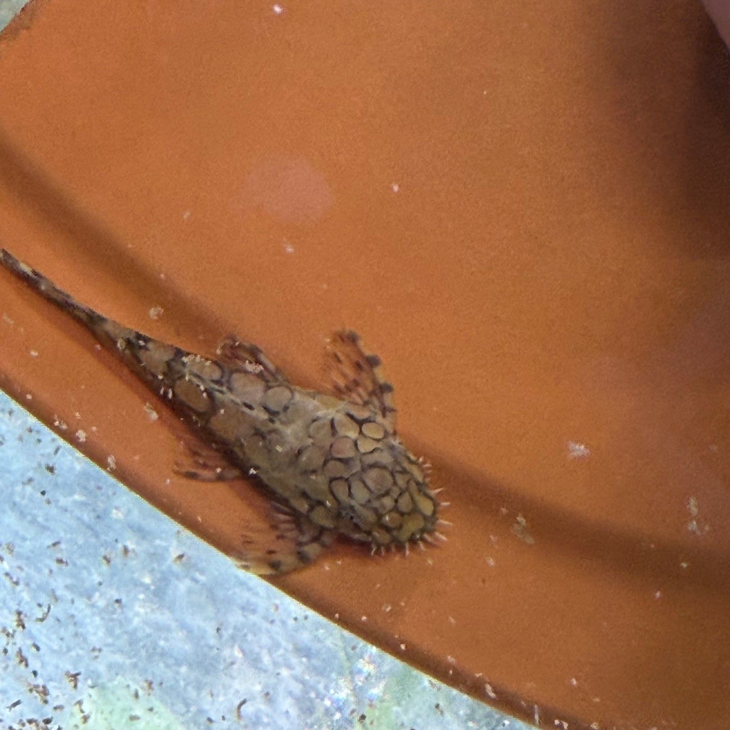 L519 “Rio Itenez” Pleco