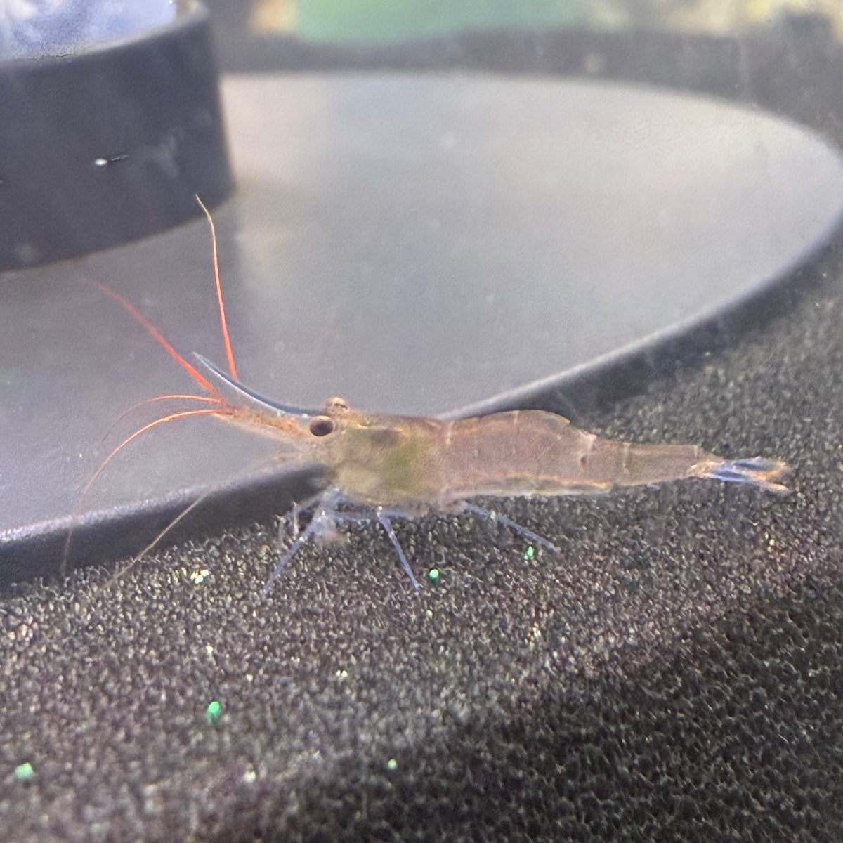 Blue Leg Poso Shrimp (Caridina Caerulea)